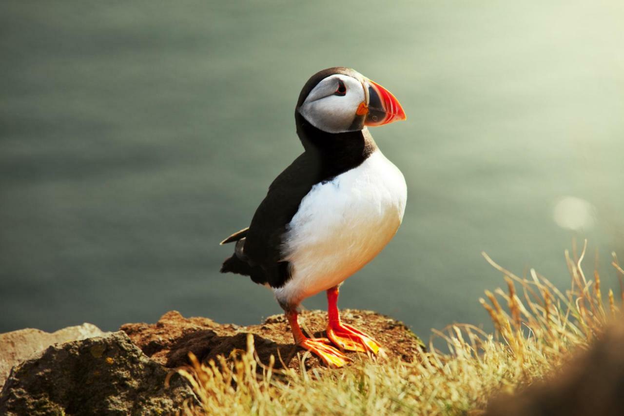 The Puffin ボルティモア エクステリア 写真